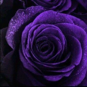 Meet your Posher, Lynn